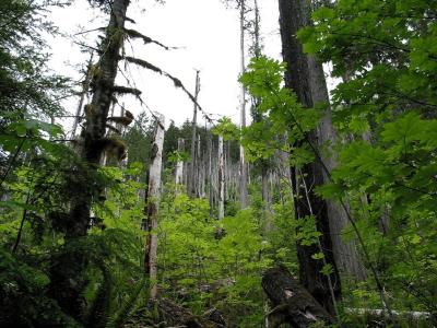 Deadwood From 1985 Fire