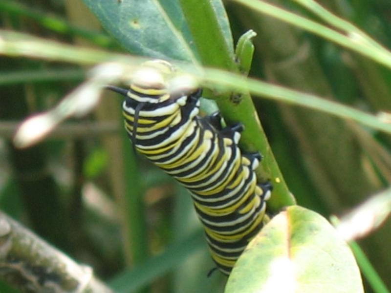 Caterpillar