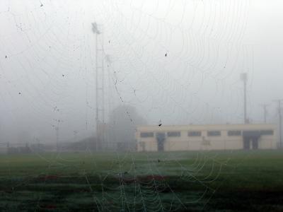 Fog and Spider Web