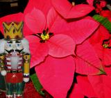 Nutcracker and Pointsetta