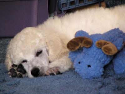 puppy and friend - 8 weeks
