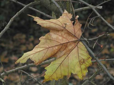 u6/fabiobesostri/medium/989586.FBIcoloridellautunno.jpg
