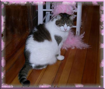 Gus, attacking the pink feathers
