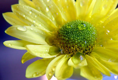 Yellow Daisy