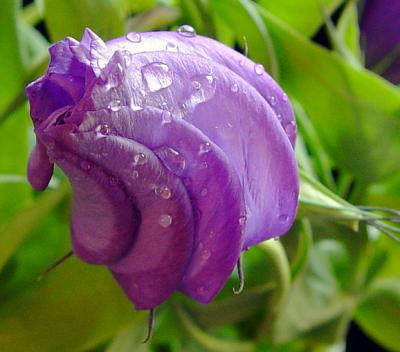 Lisianthus