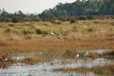 Blue Heron fly over