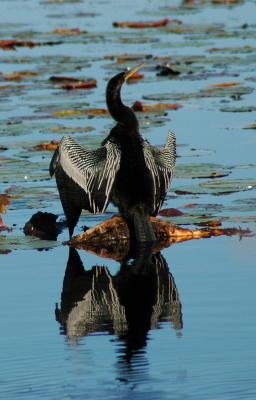 Anhinga drying its wings