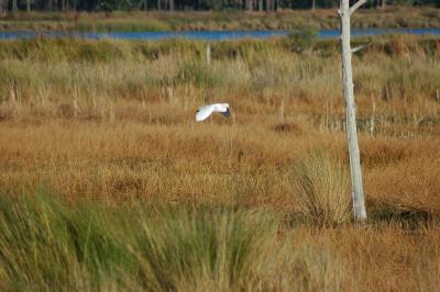 Egret over marsh grass