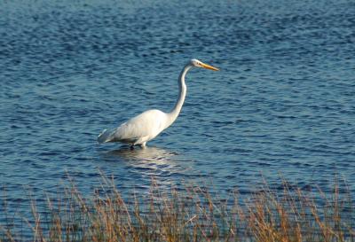 Great Egret fishing