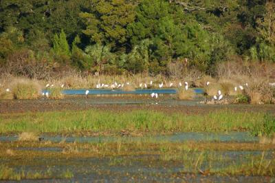 Egrets gathering at evening