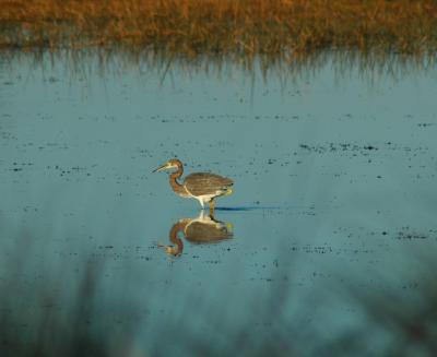 Great Blue Heron on the prowl