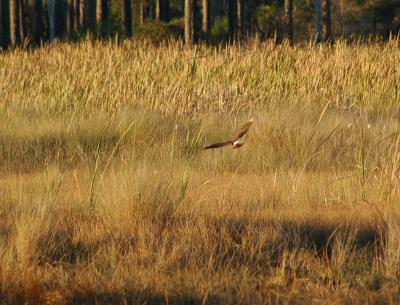 Marsh Hawk looking for dinner
