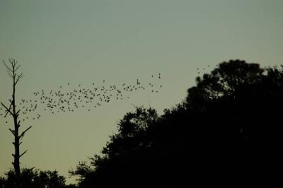 Flying to roost