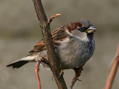 Moineau domestique