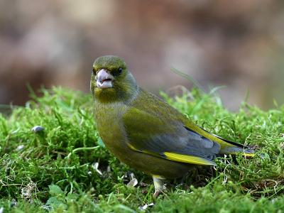 Greenfinch