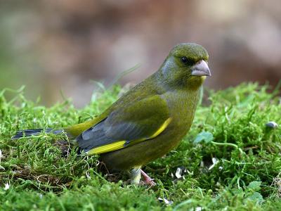 Greenfinch (male)