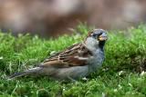 Passer domesticus