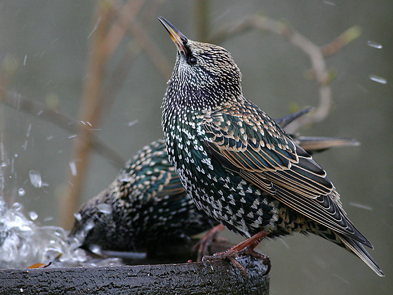 Common Starling