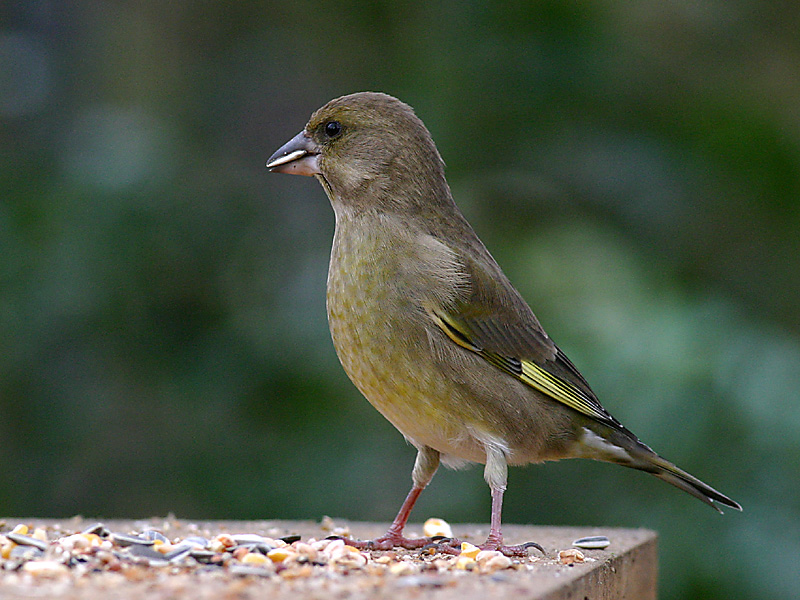 Carduelis chloris