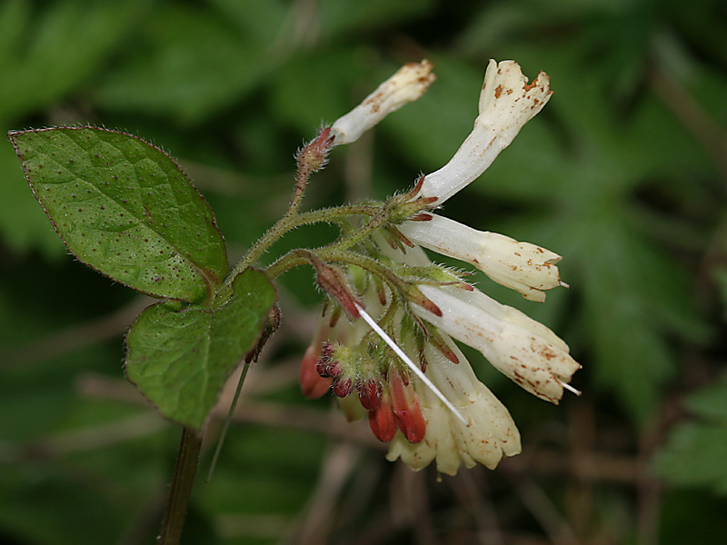 Symphytum tuberosum