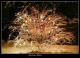 arbre1849_1