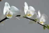 White Phaleonopsis Orchid