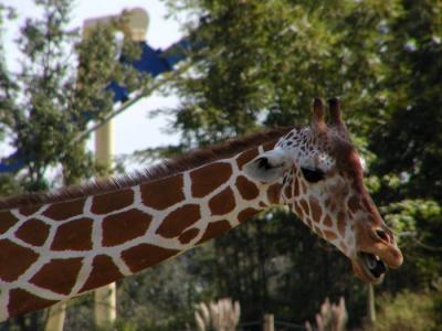 giraffe neck.jpg