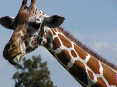 giraffe tongue 2.jpg