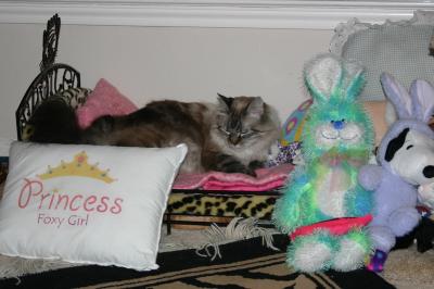 One very spoiled cat