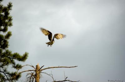 Osprey on the wing - Montana