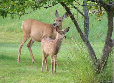 The Deer - a graceful creature