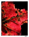 leaf