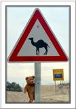 Beware the camel!