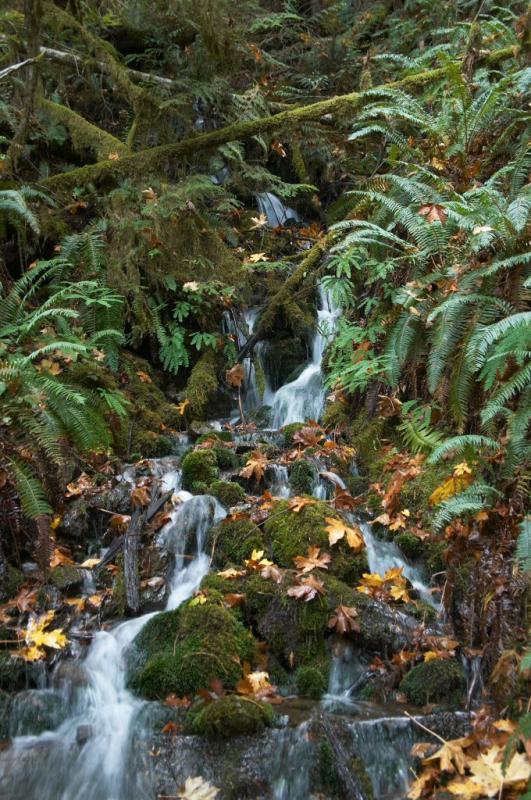 Small Mossy Waterfall Wider View.