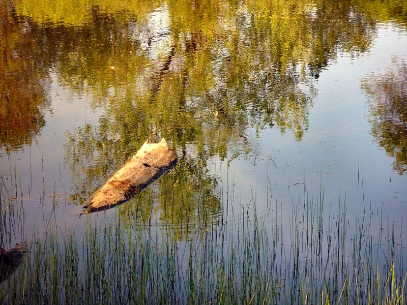 WATER LOGGED