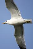 California Gull