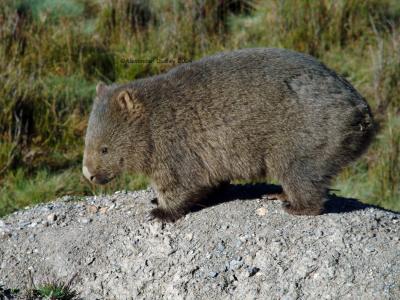 Common Wombat, Vombatus ursinus