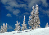 Steamboat trees