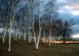 Birches at dusk