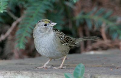 Golden Crowned Sparrow 1D2 after focus cal_T0L8058.jpg