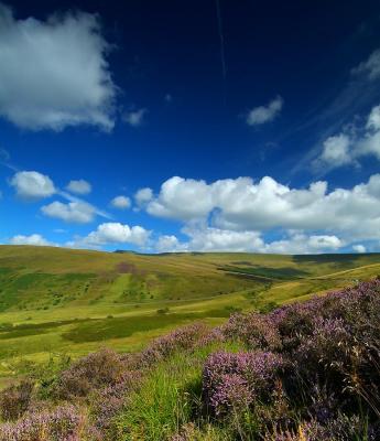 Brecon Beacons Heather