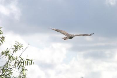 Red-shouldered Hawk, in flight