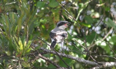 Baby Loggerhead Shrike