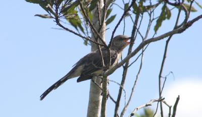 Northern Mockingbird, Baby