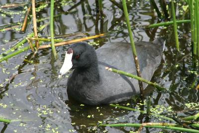 American Coot at Wakodahatchee