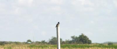 Female Belted Kingfisher