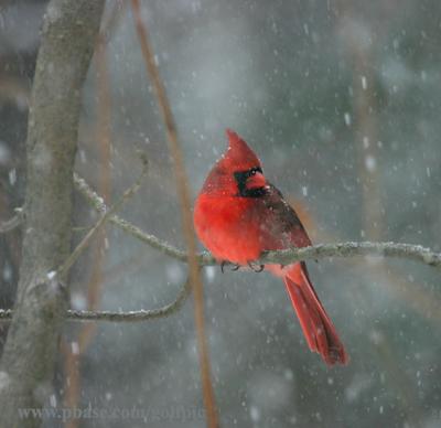 Red Cardinal and falling snow