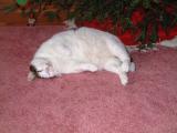 Too Much Christmas Turkey !!!  ( URP! )