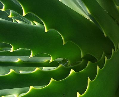 Aloe Detail