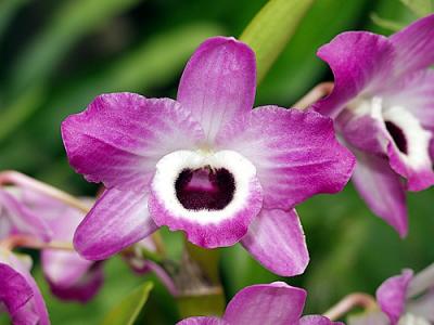 Nobile Orchid